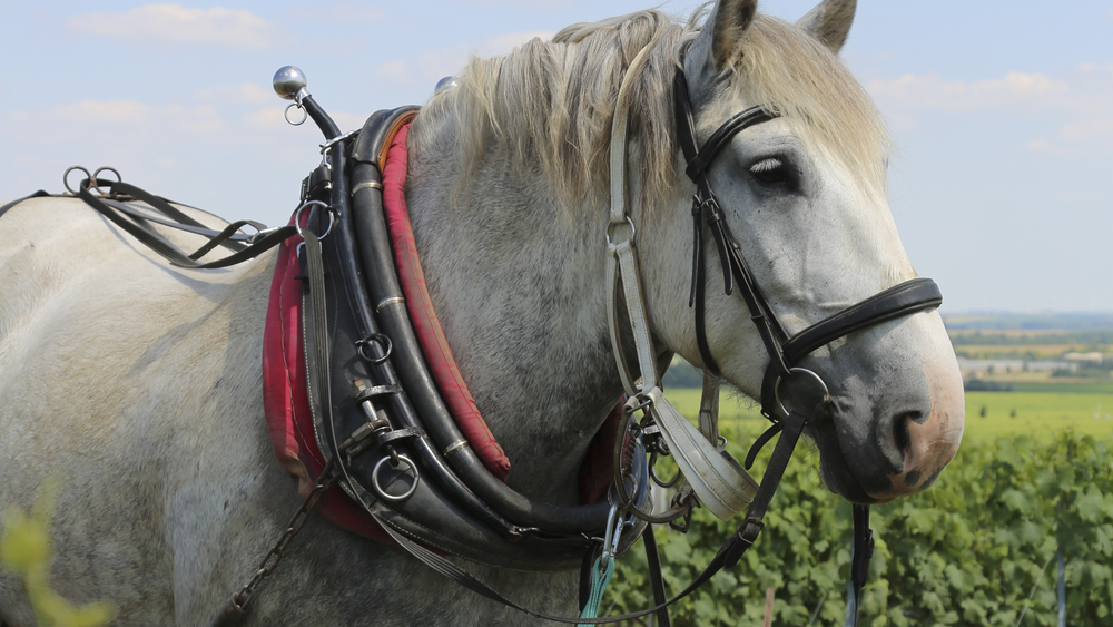 
                  
                    Skagen Champagne Vineyard Lunch
                  
                