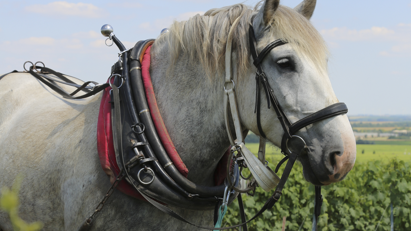
                  
                    Skagen Champagne Vineyard Lunch
                  
                